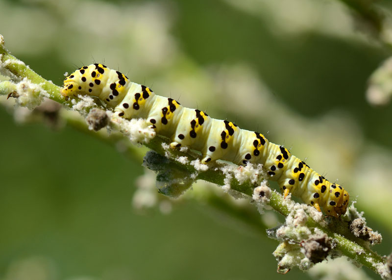 Bruchi da identificare